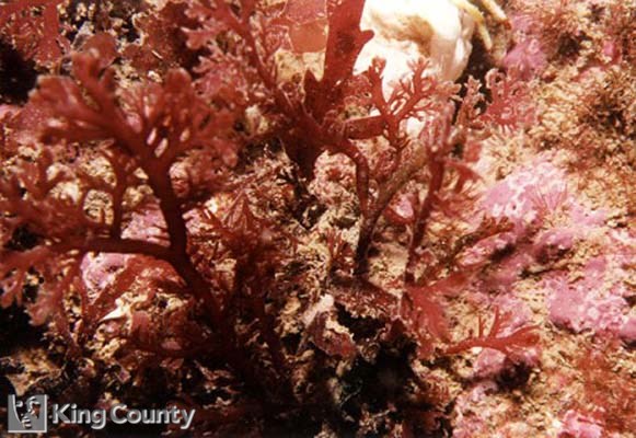 Photo of Plocamium pacificum